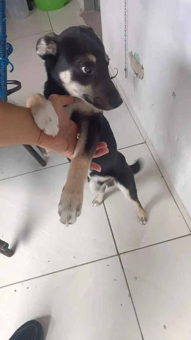 Cachorro raça SRD-ViraLata idade 2 a 6 meses nome Valdir 
