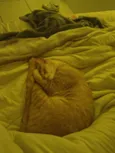 AMARELO 