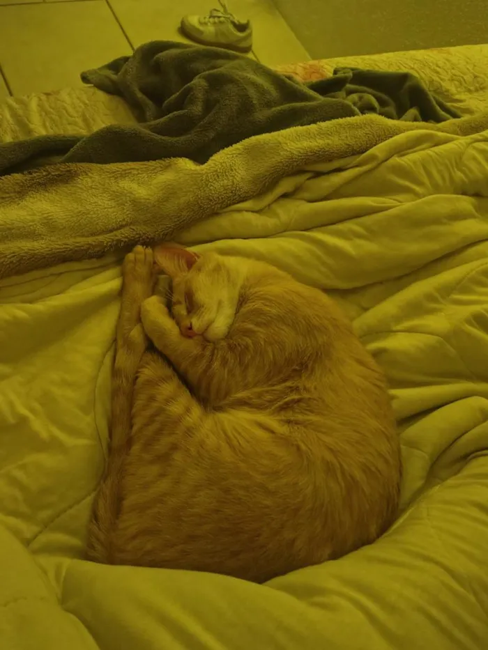 Gato raça SRD-ViraLata idade 2 anos nome AMARELO 