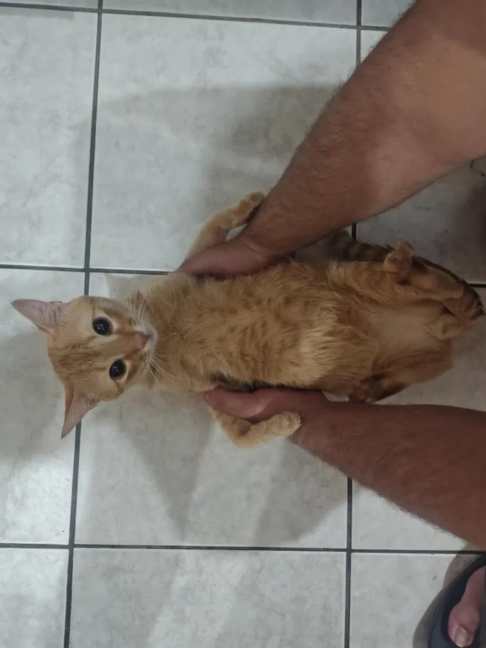 Gato raça SRD-ViraLata idade 2 anos nome AMARELO 