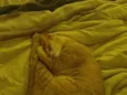 AMARELO 