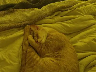 Gato raça SRD-ViraLata idade 2 anos nome AMARELO 