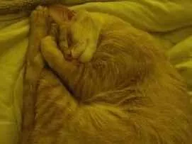 Gato raça SRD-ViraLata idade 2 anos nome AMARELO 