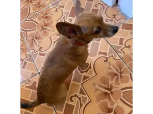 Cachorro raça SRD-ViraLata idade 6 ou mais anos nome Thor