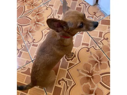 Cachorro raça SRD-ViraLata idade 6 ou mais anos nome Thor