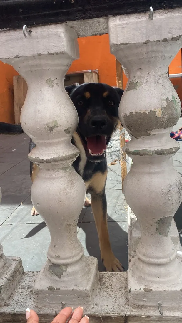 Cachorro raça SRD-ViraLata idade 2 anos nome Toddy