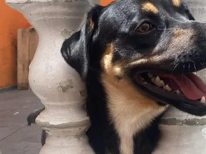 Cachorro raça SRD-ViraLata idade 2 anos nome Toddy