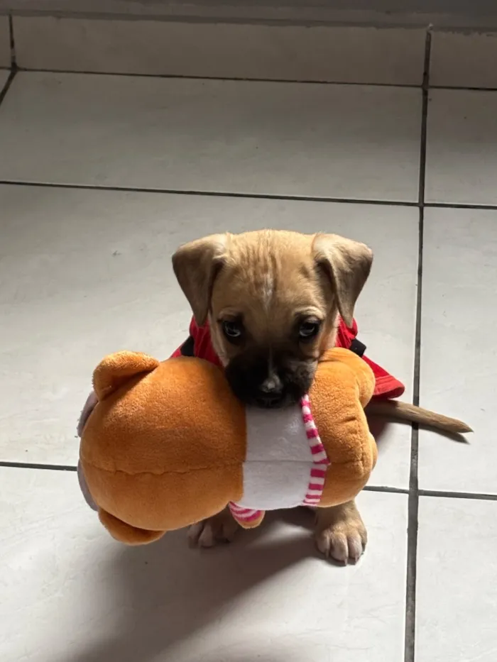Cachorro raça SRD-ViraLata idade 2 a 6 meses nome Paçoca 