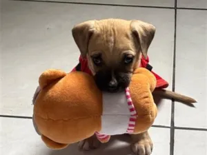 Cachorro raça SRD-ViraLata idade 2 a 6 meses nome Paçoca 