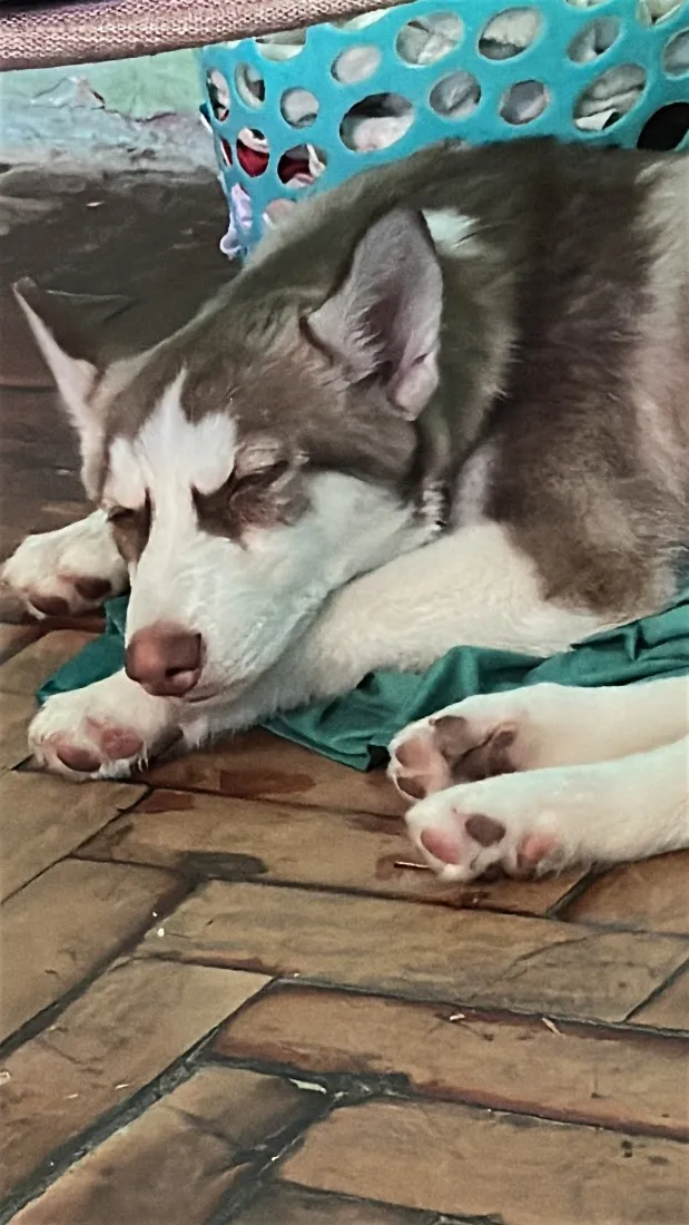 Cachorro raça SRD-ViraLata idade 2 a 6 meses nome Luna