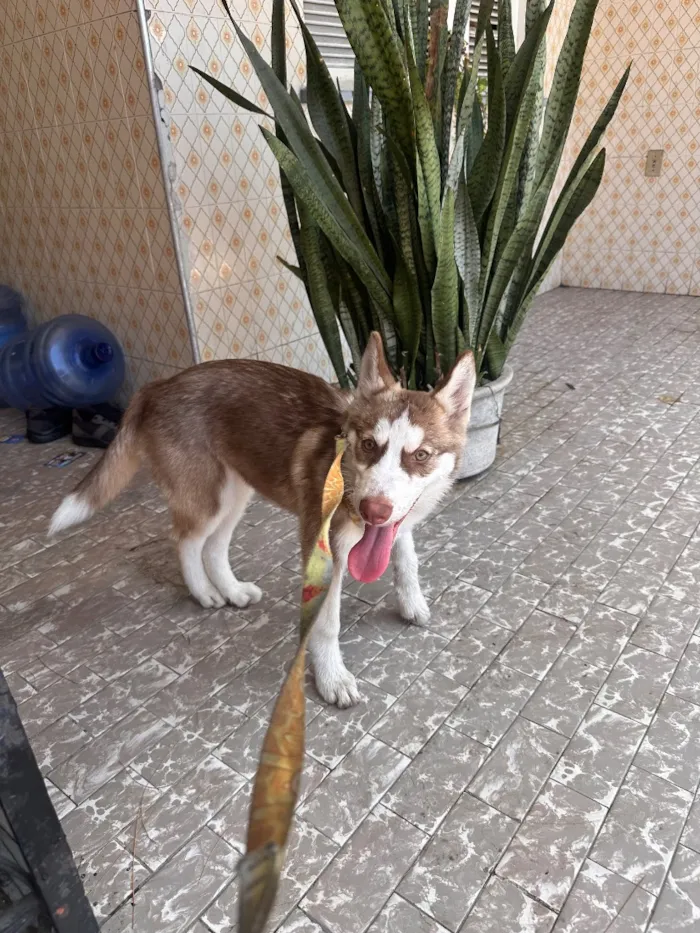 Cachorro raça SRD-ViraLata idade 2 a 6 meses nome Luna