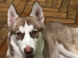 Cachorro raça SRD-ViraLata idade 2 a 6 meses nome Luna