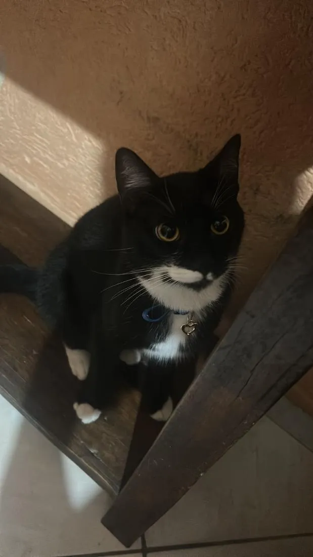 Gato raça SRD-ViraLata idade 7 a 11 meses nome Theo