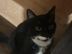 Gato raça SRD-ViraLata idade 7 a 11 meses nome Theo