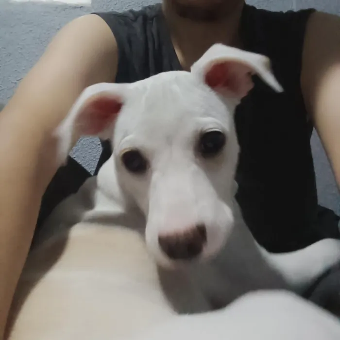 Cachorro raça SRD-ViraLata idade 2 a 6 meses nome Bob 
