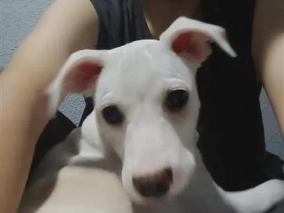 Cachorro raça SRD-ViraLata idade 2 a 6 meses nome Bob 