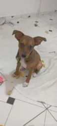 Scooby