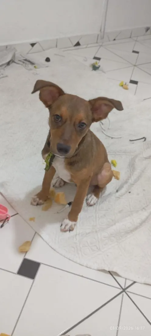 Cachorro raça SRD-ViraLata idade 2 a 6 meses nome Scooby