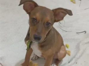 Cachorro raça SRD-ViraLata idade 2 a 6 meses nome Scooby