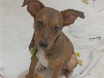 Cachorro raça SRD-ViraLata idade 2 a 6 meses nome Scooby