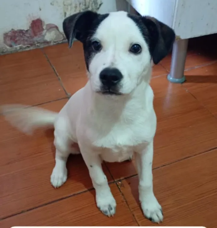 Cachorro raça Pinscher idade 2 a 6 meses nome jhone