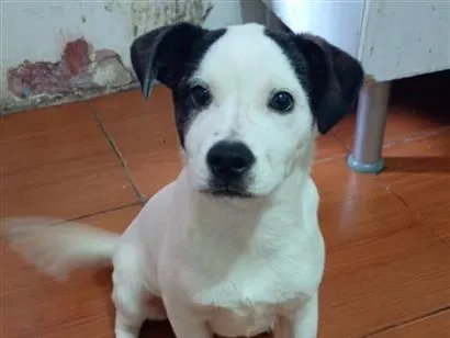 Cachorro raça Pinscher idade 2 a 6 meses nome jhone