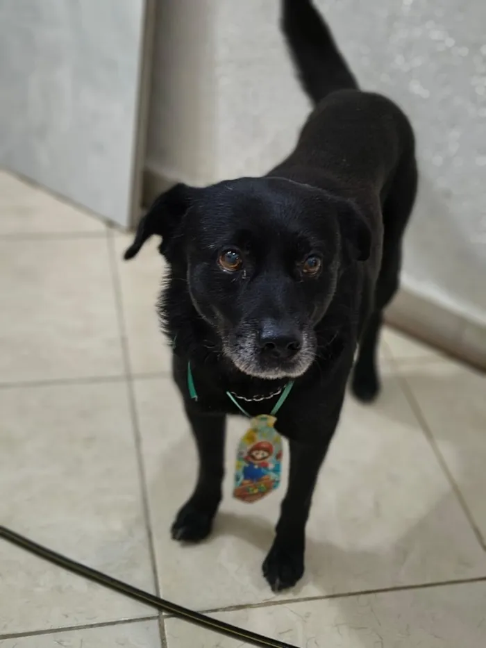 Cachorro raça SRD-ViraLata idade 6 ou mais anos nome Black Jack