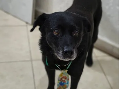 Cachorro raça SRD-ViraLata idade 6 ou mais anos nome Black Jack