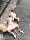Brutos 