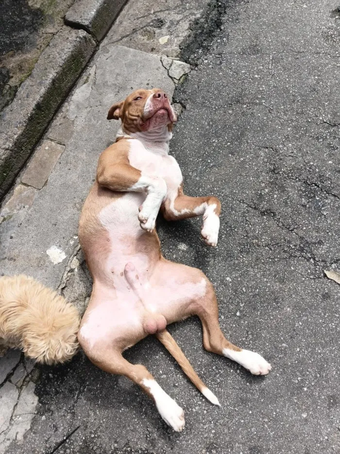 Cachorro raça Pit-Bull idade 2 anos nome Brutos 