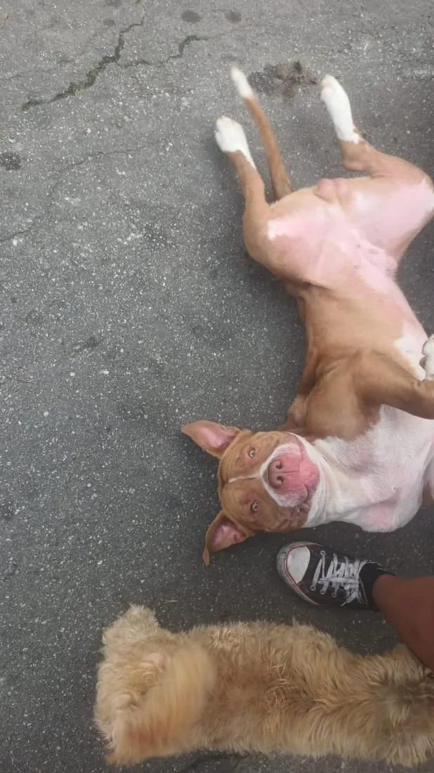 Cachorro raça Pit-Bull idade 2 anos nome Brutos 