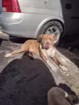 Brutos 