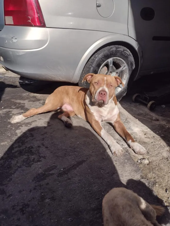 Cachorro raça Pit-Bull idade 2 anos nome Brutos 