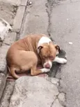 Brutos 