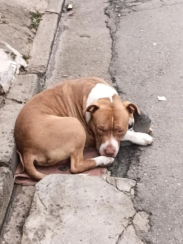 Cachorro raça Pit-Bull idade 2 anos nome Brutos 