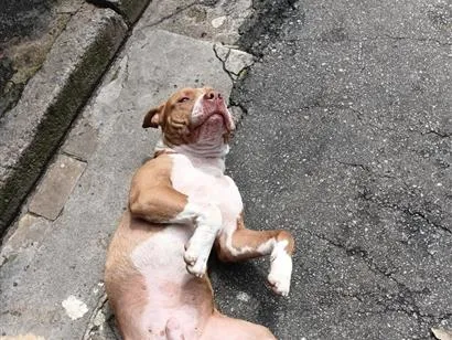 Cachorro raça Pit-Bull idade 2 anos nome Brutos 