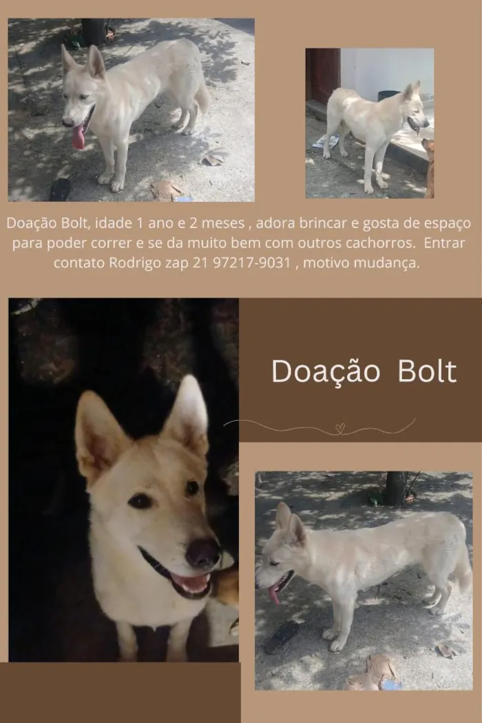 Cachorro raça SRD-ViraLata idade 1 ano nome Bolt