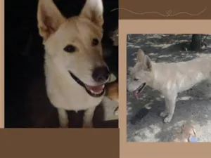 Cachorro raça SRD-ViraLata idade 1 ano nome Bolt