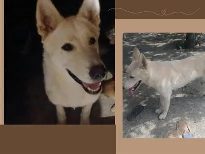 Cachorro raça SRD-ViraLata idade 1 ano nome Bolt