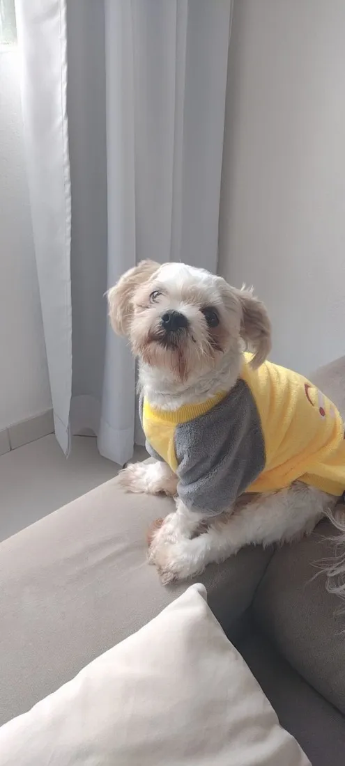 Cachorro raça Shitzu idade 4 anos nome Ozzy