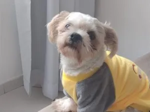 Cachorro raça Shitzu idade 4 anos nome Ozzy