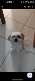 Ozzy