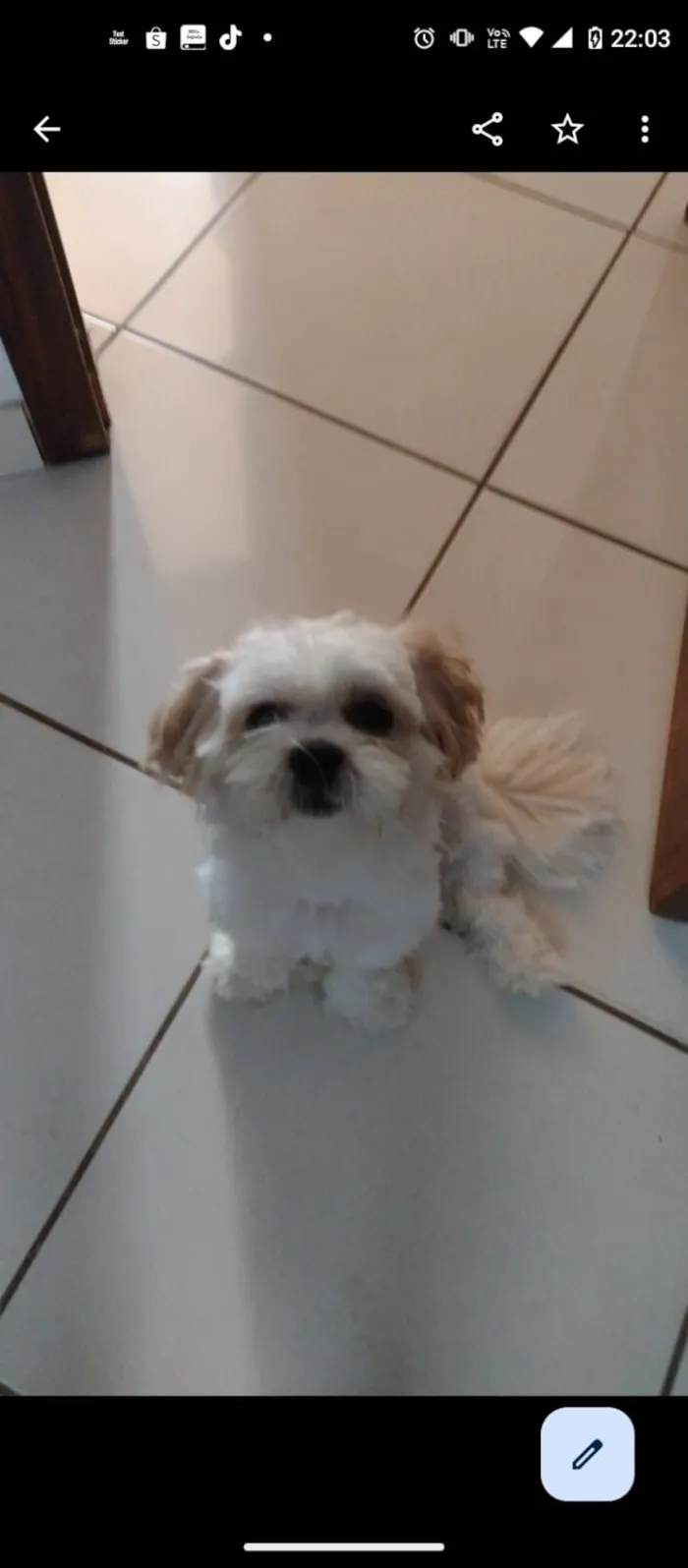Cachorro raça Shitzu idade 4 anos nome Ozzy