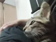 Fran