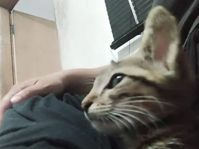 Gato raça SRD-ViraLata idade 2 a 6 meses nome Fran