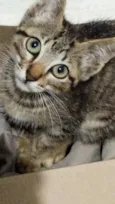 Fran