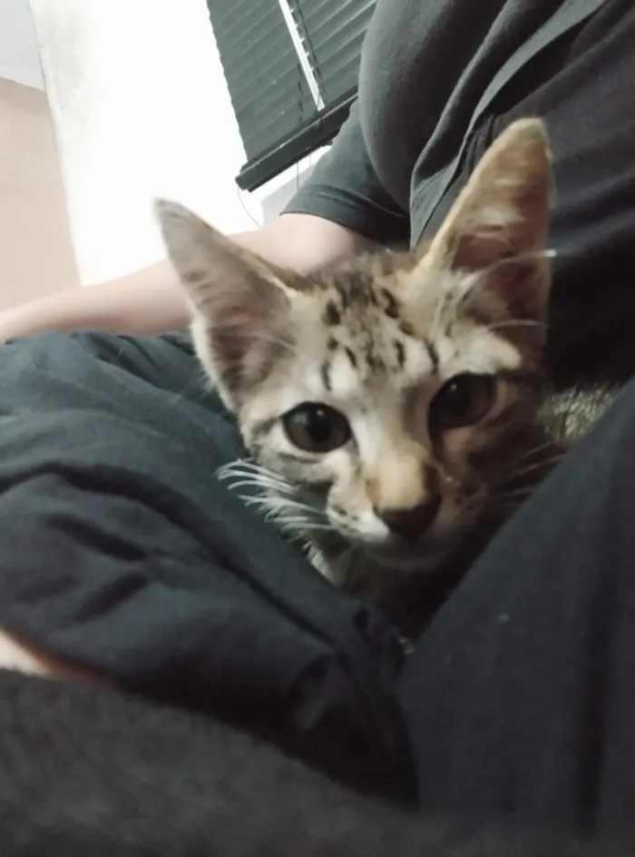 Gato raça SRD-ViraLata idade 2 a 6 meses nome Fran