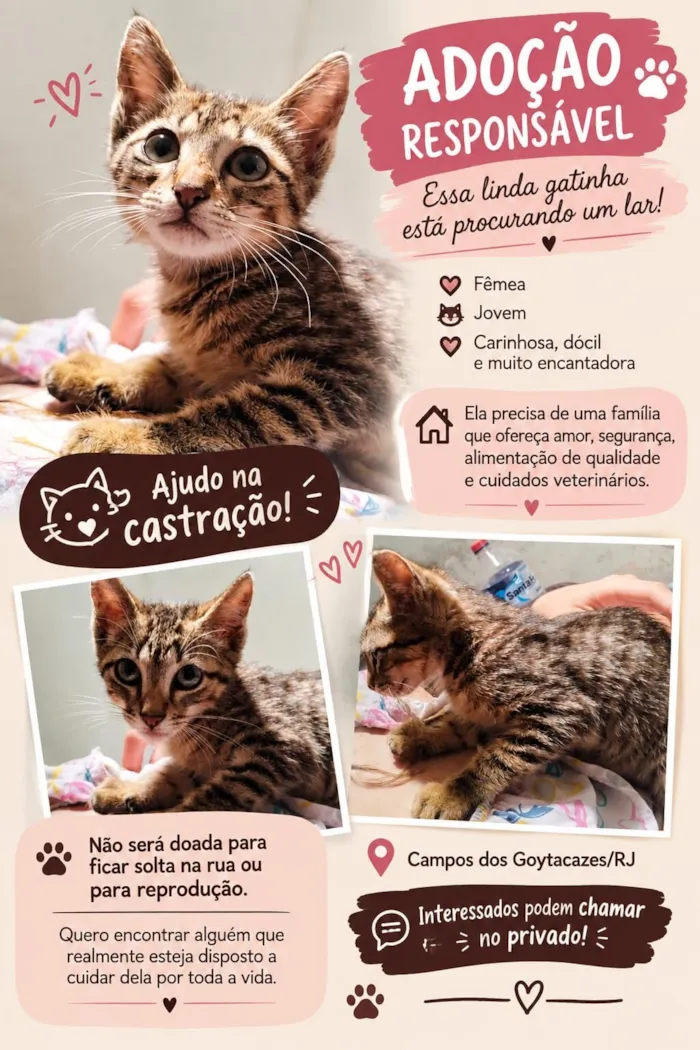 Gato raça SRD-ViraLata idade 2 a 6 meses nome Fran