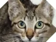 Fran