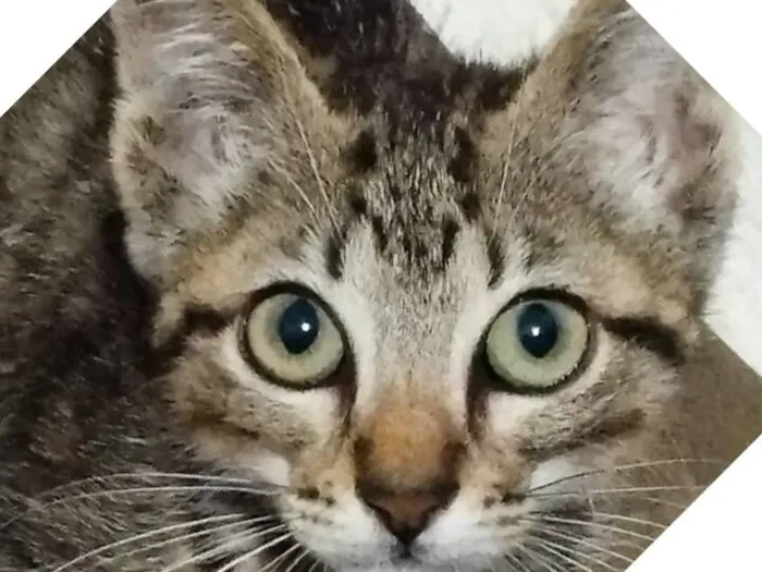 Gato raça SRD-ViraLata idade 2 a 6 meses nome Fran